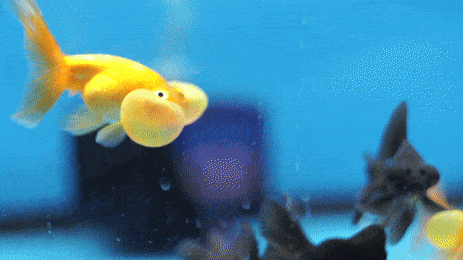 goldfish with big cheeks swimming
